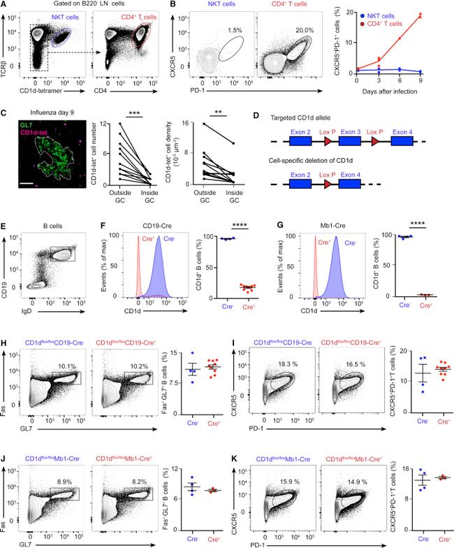 CD185 (CXCR5) Antibody in Flow Cytometry (Flow)