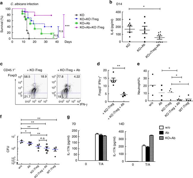 FOXP3 Antibody in Flow Cytometry (Flow)