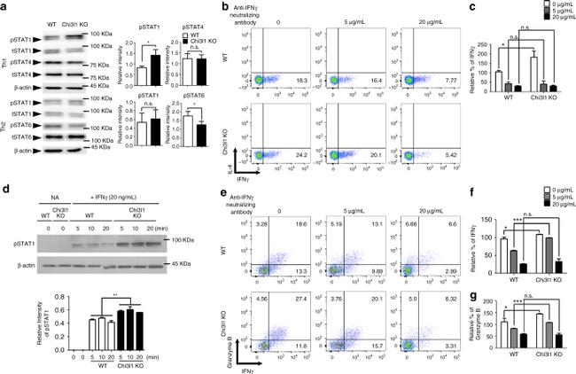 Granzyme B Antibody in Flow Cytometry (Flow)