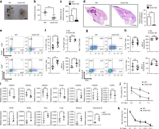 Granzyme B Antibody in Flow Cytometry (Flow)