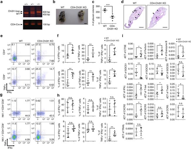 TNF alpha Antibody in Flow Cytometry (Flow)