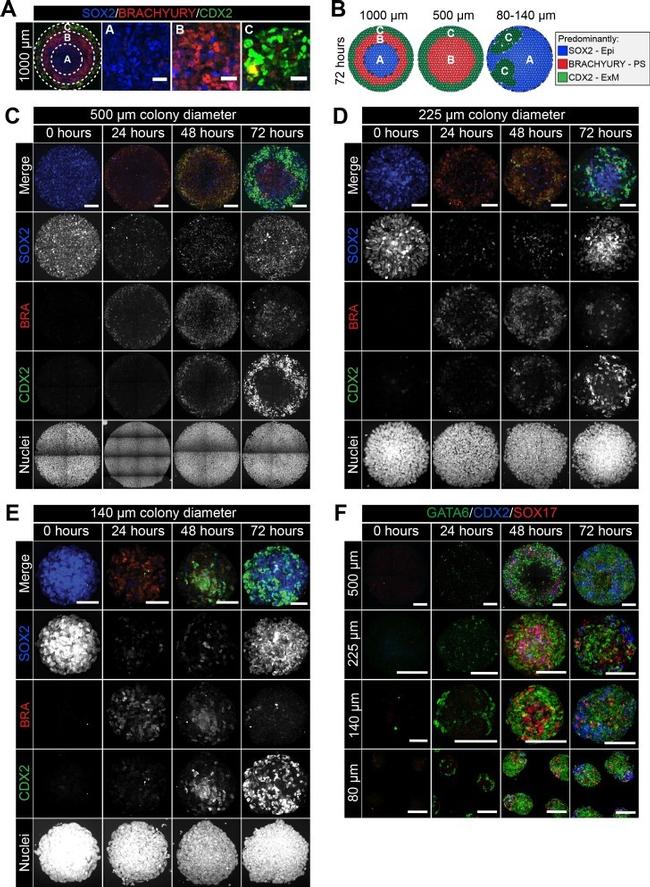 SOX2 Antibody in Immunocytochemistry (ICC/IF)