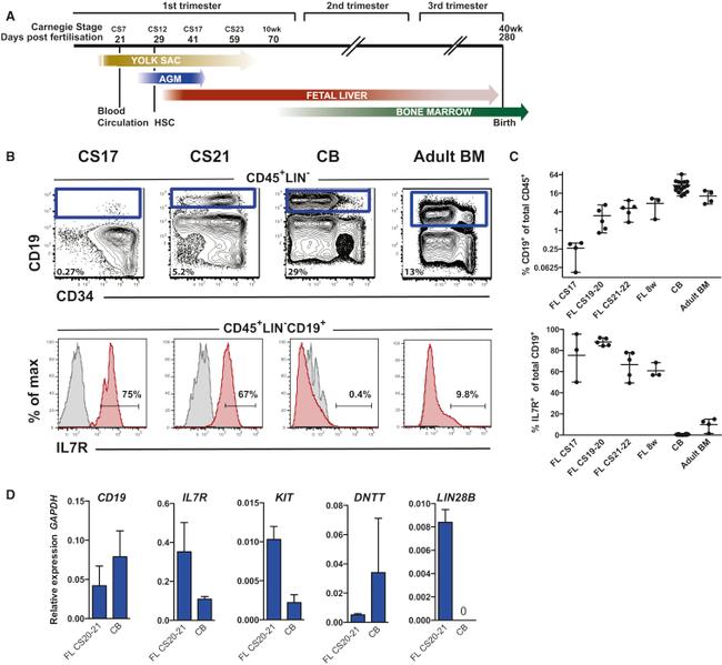 CD34 Antibody in Flow Cytometry (Flow)