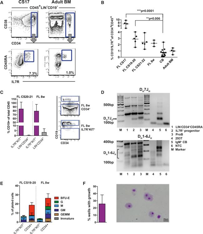 CD19 Antibody in Flow Cytometry (Flow)