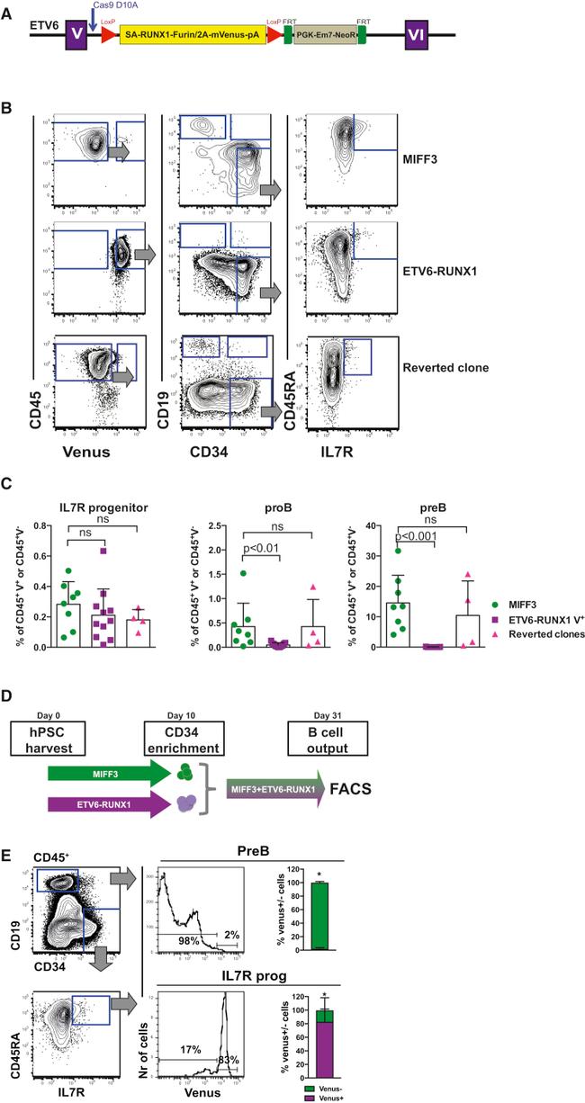 CD19 Antibody in Flow Cytometry (Flow)