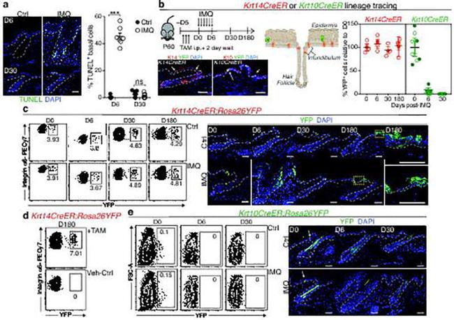 CD49f (Integrin alpha 6) Antibody in Flow Cytometry (Flow)