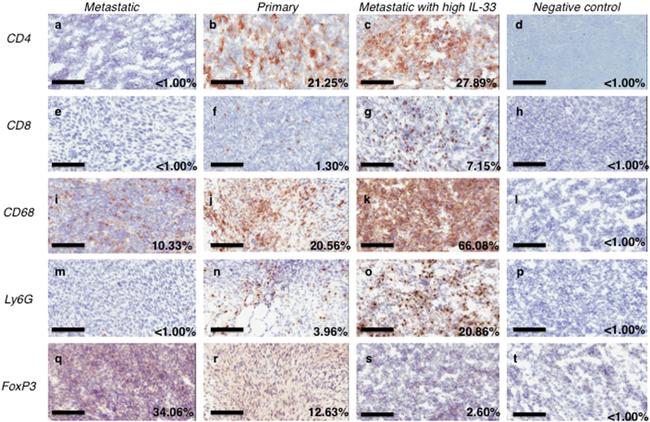 CD8a Antibody in Immunohistochemistry (IHC)