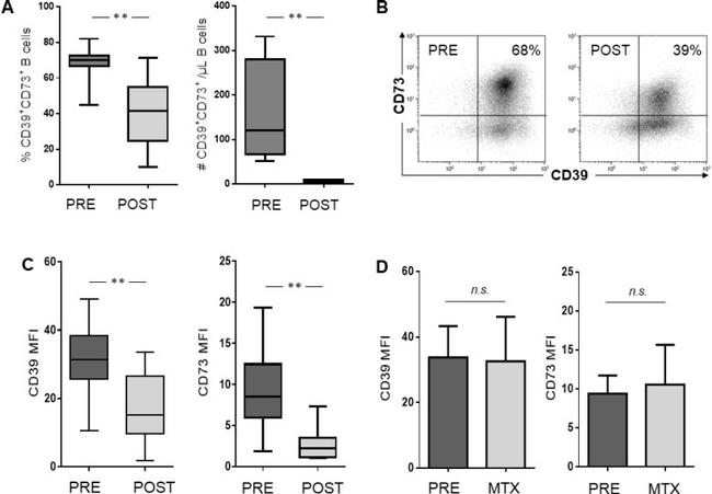 CD73 Antibody in Flow Cytometry (Flow)