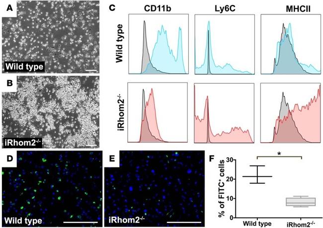 Ly-6C Antibody in Flow Cytometry (Flow)