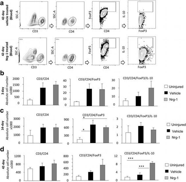 FOXP3 Antibody in Flow Cytometry (Flow)