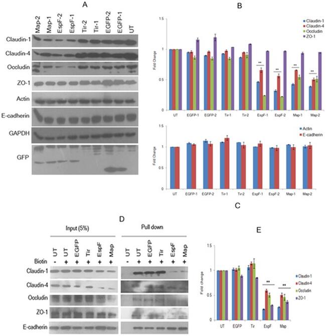 Claudin 1 Antibody in Western Blot (WB)