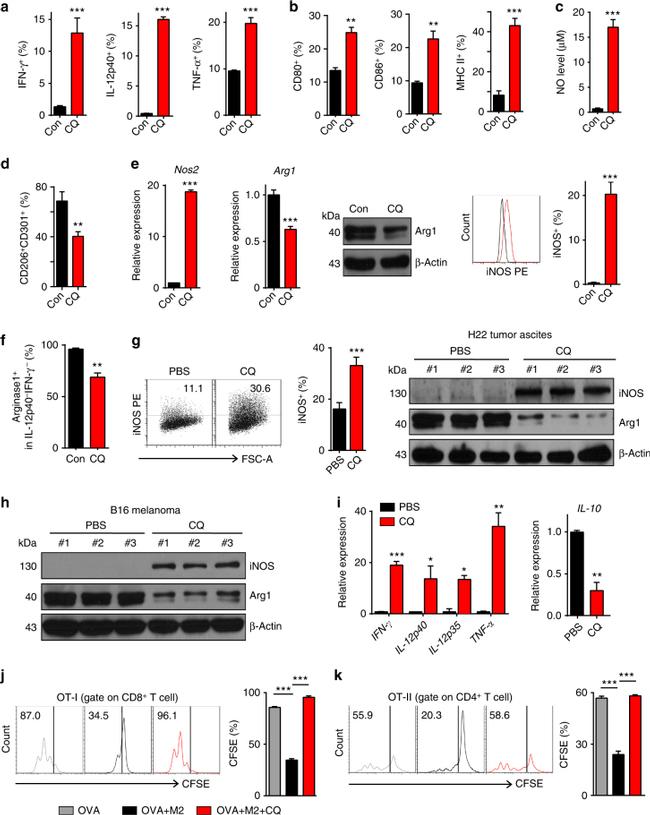 IL-12/IL-23 p40 Antibody in Flow Cytometry (Flow)