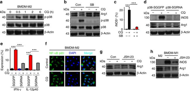 IL-12/IL-23 p40 Antibody in Flow Cytometry (Flow)