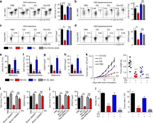 FOXP3 Antibody in Flow Cytometry (Flow)