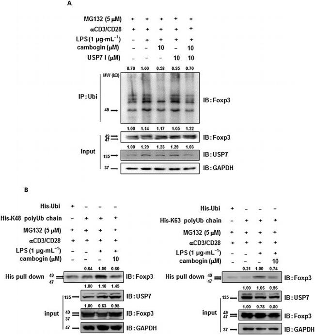 FOXP3 Antibody in Western Blot (WB)