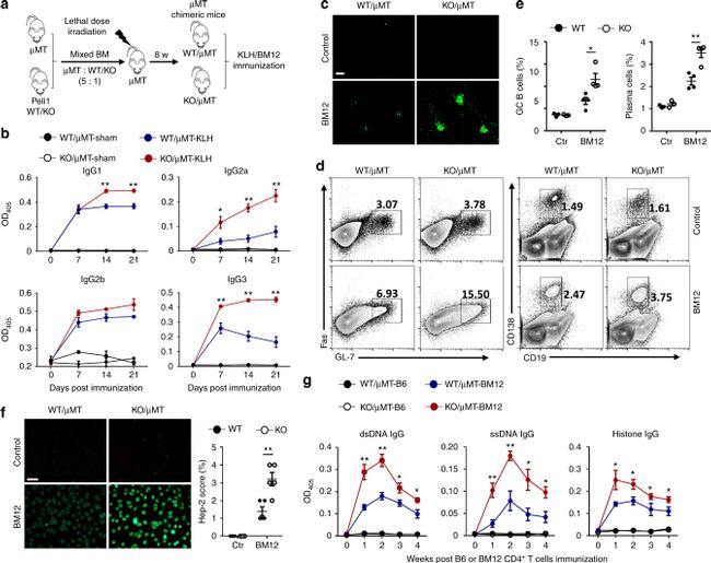 GL7 Antibody in Flow Cytometry (Flow)