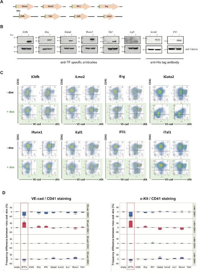 CD41a Antibody in Flow Cytometry (Flow)