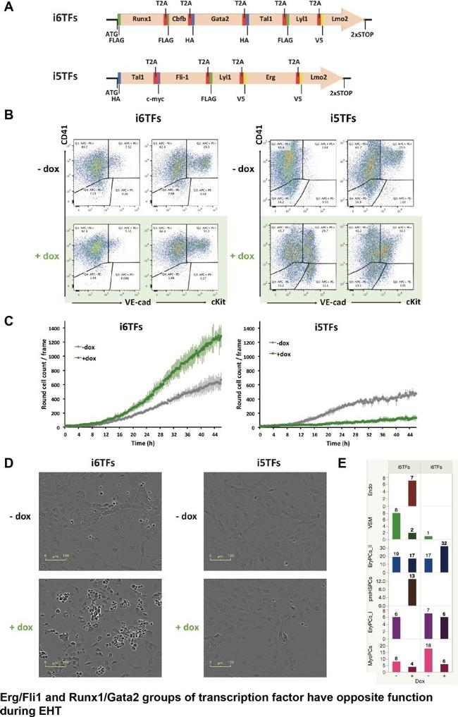 CD41a Antibody in Flow Cytometry (Flow)