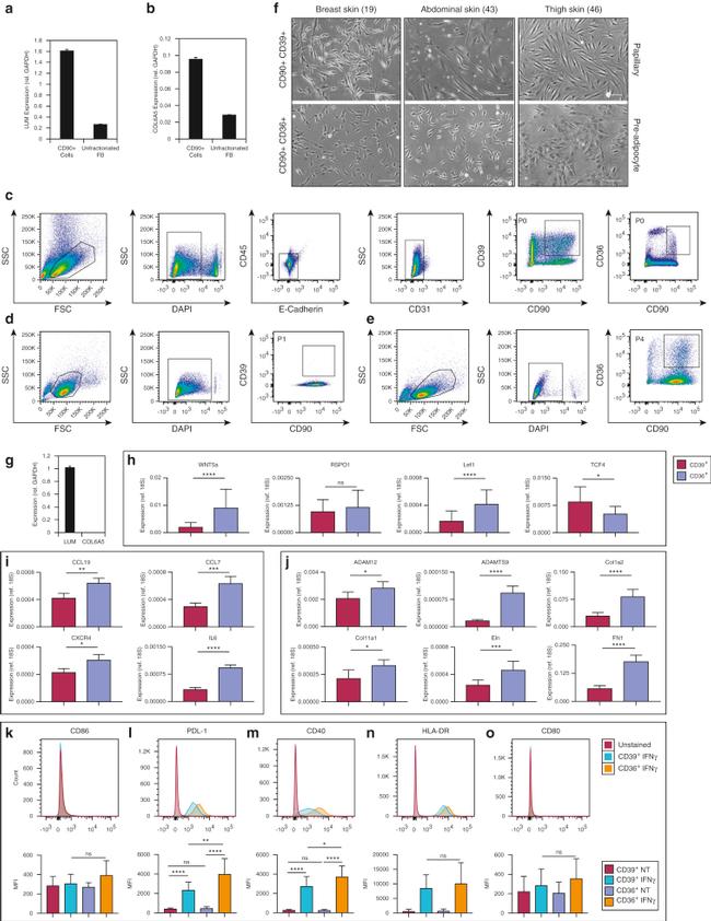 CD39 Antibody in Flow Cytometry (Flow)