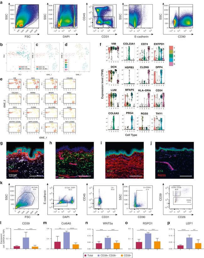 CD39 Antibody in Flow Cytometry (Flow)