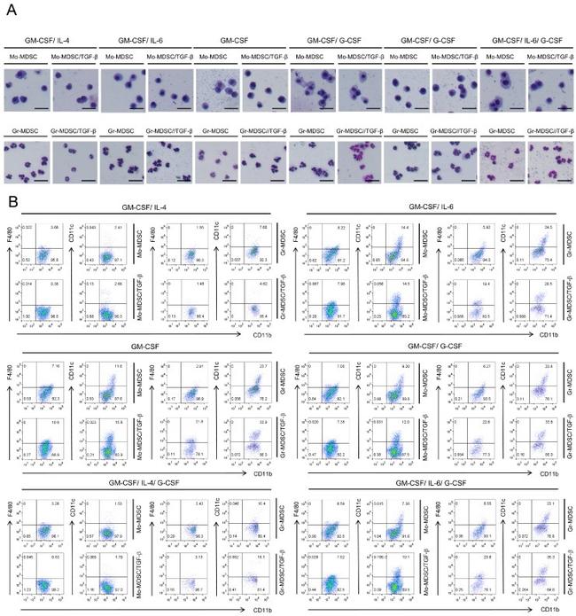 CD11c Antibody in Flow Cytometry (Flow)