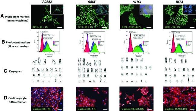 SSEA4 Antibody in Flow Cytometry (Flow)