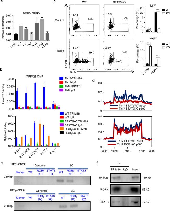 ROR gamma (t) Antibody in Western Blot (WB)