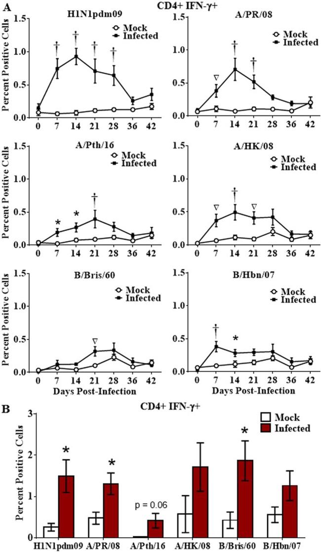 CD8a Antibody in Flow Cytometry (Flow)