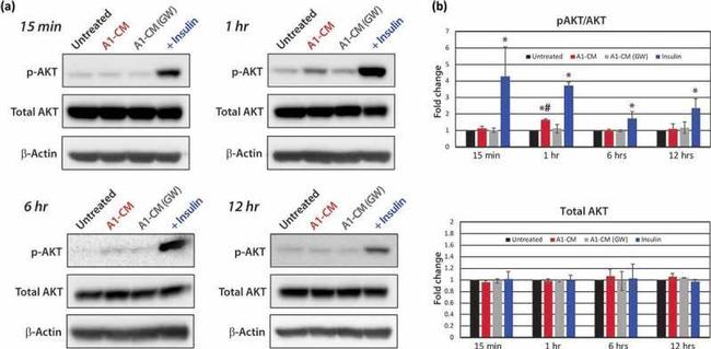 Actin Antibody in Western Blot (WB)