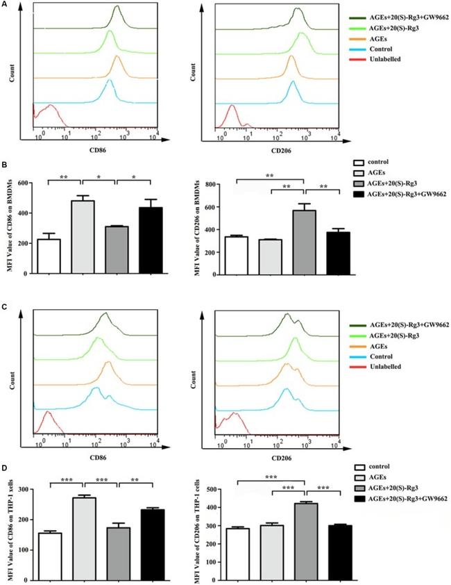 CD206 (MMR) Antibody in Flow Cytometry (Flow)