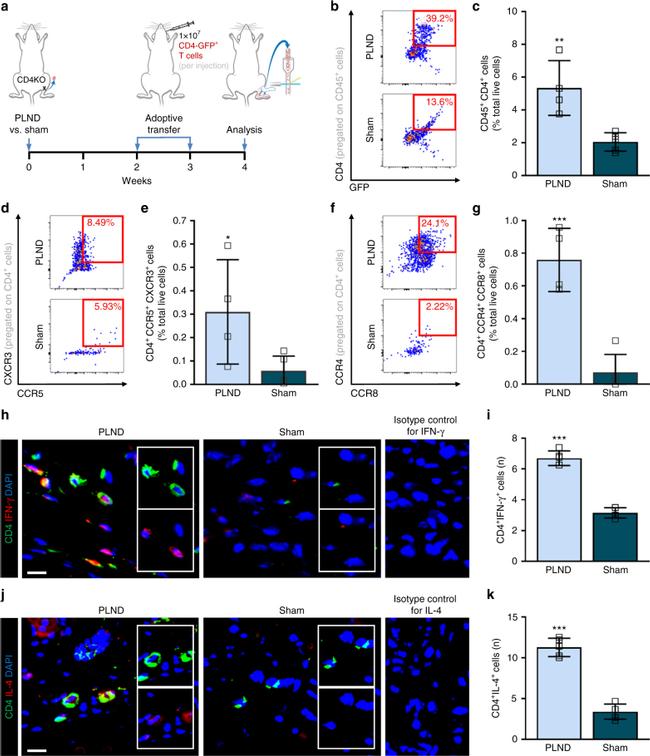 CD183 (CXCR3) Antibody in Flow Cytometry (Flow)