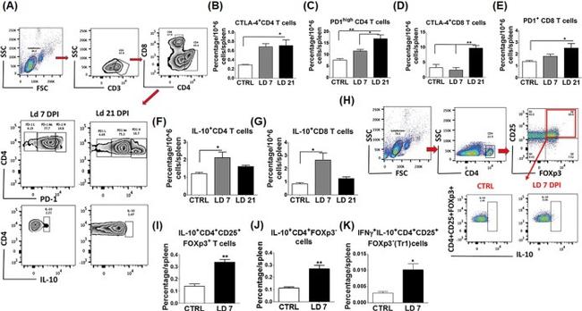 FOXP3 Antibody in Flow Cytometry (Flow)