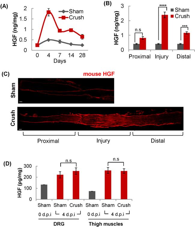 HGF Antibody