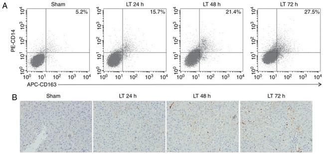 CD14 Antibody in Flow Cytometry (Flow)