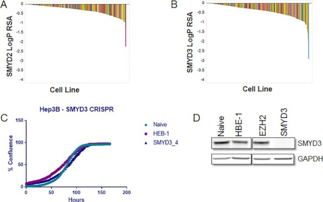 SMYD3 Antibody