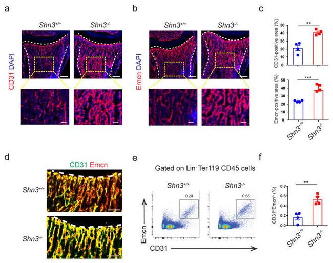 CD31 (PECAM-1) Antibody in Flow Cytometry (Flow)