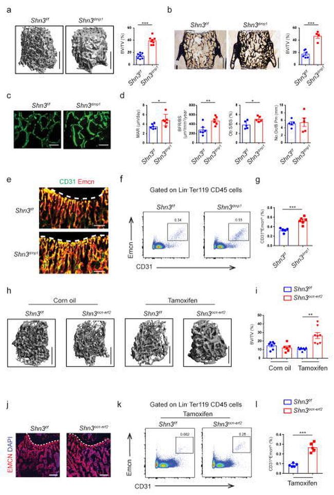 Endomucin Antibody in Flow Cytometry (Flow)