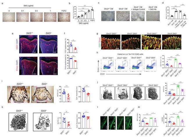 Endomucin Antibody in Flow Cytometry (Flow)