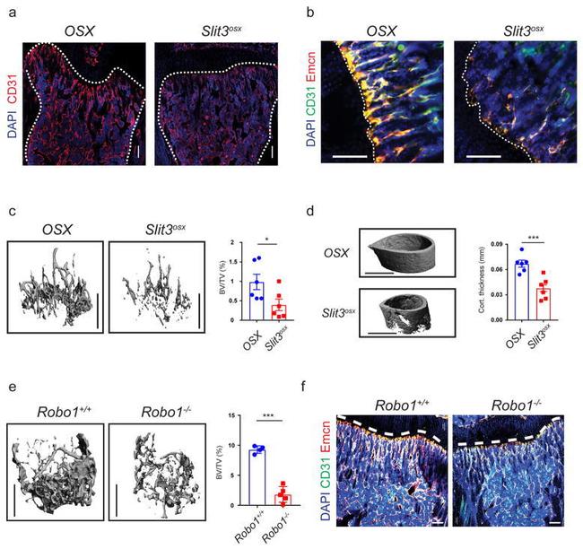 Endomucin Antibody in Flow Cytometry (Flow)