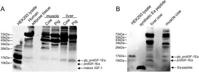 IGF1 Antibody in Western Blot (WB)