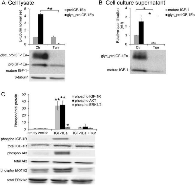 IGF1 Antibody in Western Blot (WB)