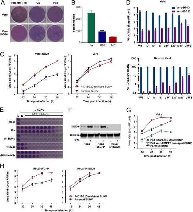 ISG20 Antibody