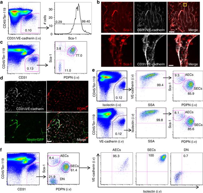 TER-119 Antibody in Flow Cytometry (Flow)