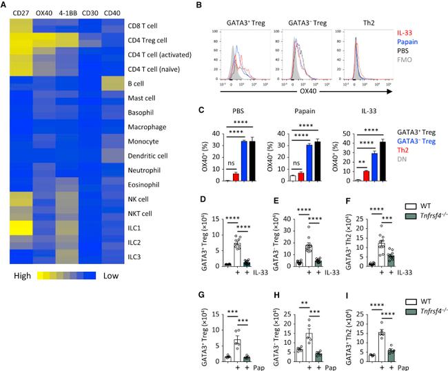 Gata-3 Antibody in Flow Cytometry (Flow)