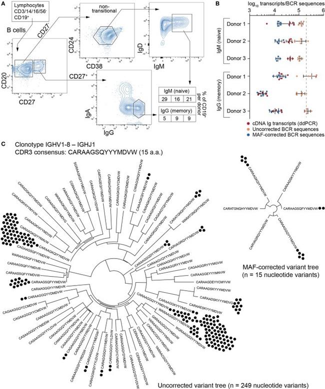 IgM Antibody in Flow Cytometry (Flow)