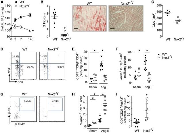 FOXP3 Antibody in Flow Cytometry (Flow)