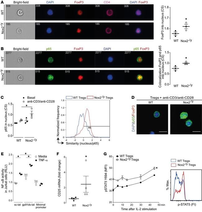 FOXP3 Antibody in Flow Cytometry (Flow)