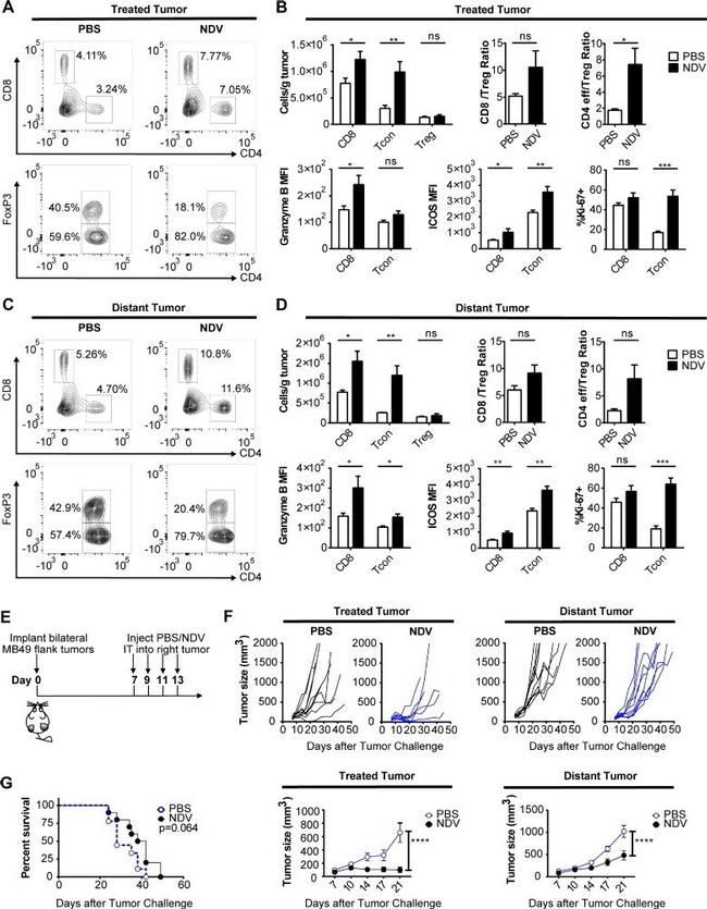 Granzyme B Antibody in Flow Cytometry (Flow)