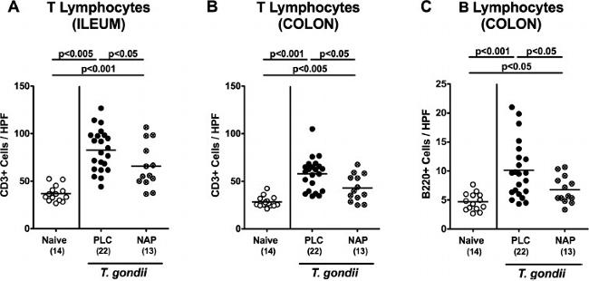 CD45R (B220) Antibody in Immunohistochemistry, Immunohistochemistry (Paraffin) (IHC, IHC (P))