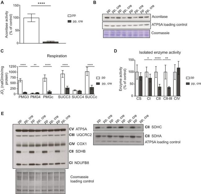 SDHA Antibody in Western Blot (WB)